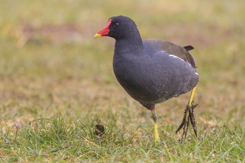 Common Moorhen (Gallinula chloropus) foraging, North Rhine-Westphalia, Germany
