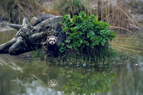 Carnivora, polecat, mustela putorius, polecat, predators, mammals, raptors, mammals