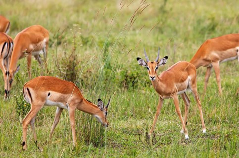 Impalas (Aepyceros) in a meadow, Akagera National Park or Kagera National Park, Eastern Province,
