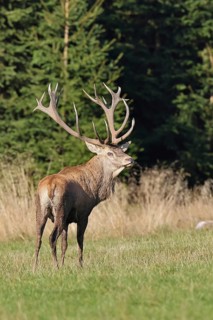 Red deer (CDeutschlandervus elaphus) during rutting season, capital stag standing in a forest