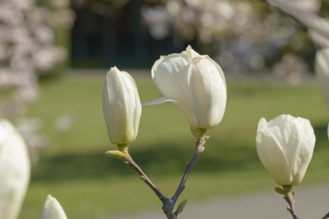 Yulan magnolia (Magnolia denudata), Wilhelma, Stuttgart, Baden-Württemberg, Germany