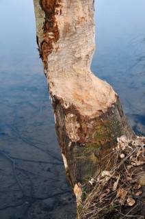 A deciduous tree on the riverbank, gnawed by an European beaver (Castor fiber), North