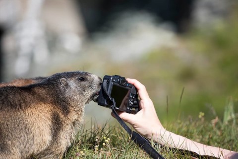 One adult Alpine Marmot, Marmota marmota, being photographed by a tourist