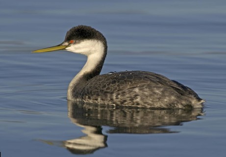 Western Grebe (Aechmophorus occidentalis), British Columbia, Canada