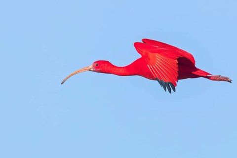 Scarlet Ibis (Eudocimus ruber) flying in Colombia, South America