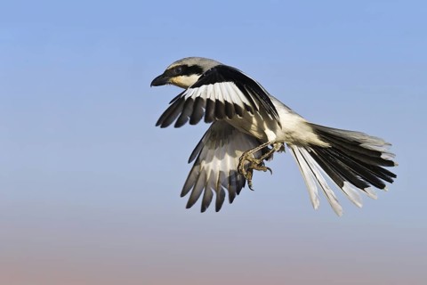 Great Grey Shrike (Lanius excubitor) male flying, Makhtesh Ramon, Israel