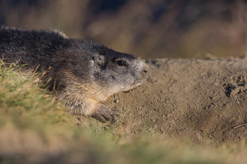 One adult Alpine Marmot, Marmota marmota, resting on a rim of a soil, observing his surrounding