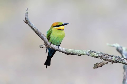 Rainbow Bee-eater (Merops ornatus) female perched on a branch, Victoria, Australia