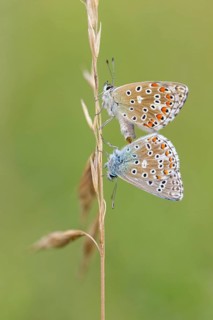 Adonis blue, (Polyommatus bellargus), butterfly, macro, insect, pair, mating, copula, Kaiserstuhl,