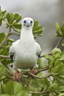 Red-footed Booby (Sula sula), Hawaii, USA