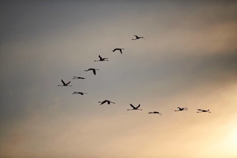 Greater Flamingos (Phoenicopterus roseus), flying in the sky at sunset, Parc Naturel Regional de