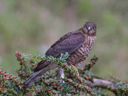 Eurasian Sparrowhawk (Accipiter nisus) female, Wales, United Kingdom