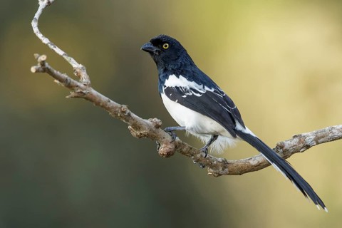 Magpie Tanager (Cissopis leverianus) perched on a branch in the Atlantic Rainforest Region of