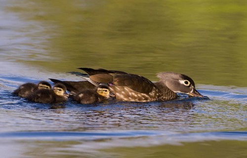 Wood Duck female with chicks - Ft. Steilacoom County Park, Lakewood, WA