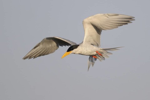 River Tern (Sterna aurantia) flying, India