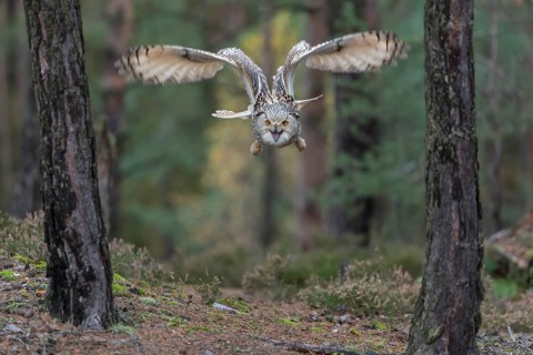 One Siberian Eagle Owl (Bubo bubo sibiricus) flying thru a forest