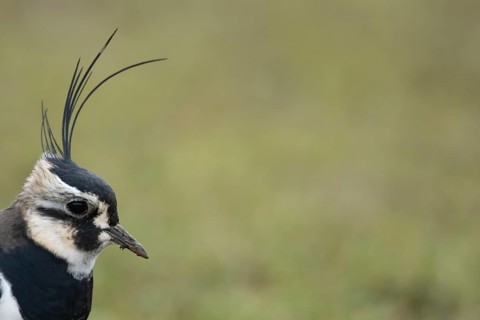 Northern lapwing or Green plover (Vanellus vanellus) adult wading bird head portrait, RSPB Frampton