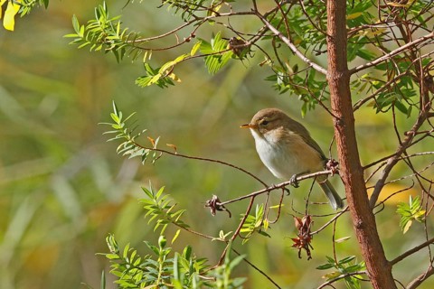 Brown Woodland Warbler (Phylloscopus umbrovirens), Aberdare National Park, Kenya