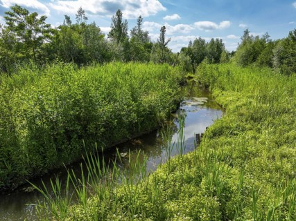 Bottrop, North Rhine-Westphalia, Germany - Renaturalised Boye, the tributary of the Emscher, was