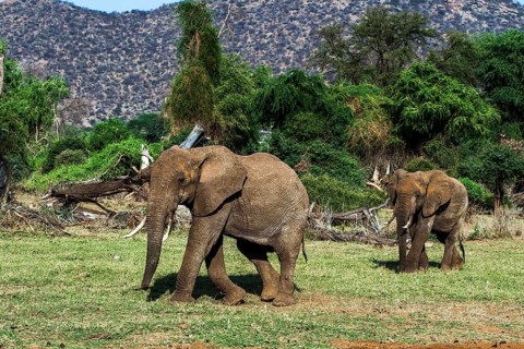 African elephant, (Loxodonta africana), Rift Valley, Kenya