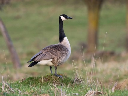 Canada Goose (Branta canadensis), male or gander standing on grassy knoll, on alert, Hesse, Germany