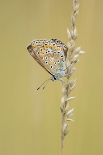 Common blue butterfly (Polyommatus icarus) adult insect resting on grass seedheads in summer,