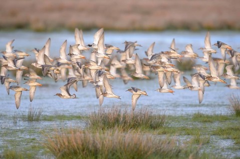 A flock of ruffs (Calidris pugnax, Syn.: Philomachus pugnax) flies close over the water, dynamic