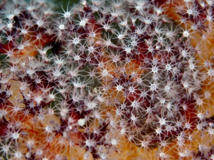 Close-up of tiny, star-shaped polyps clustered closely together, Red Fan Coral (Melithaea
