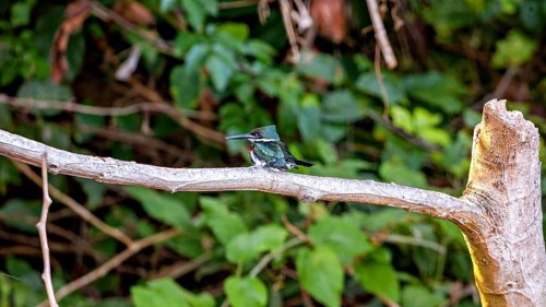 A colourful bird is perched on a branch in the middle of a dense forest: a green kingfisher in the