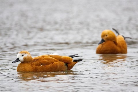 Ruddy shelduck (Tadorna ferruginea) Germany