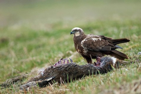 Accipitriformes, Circus Aeruginosus, Marsh Harrier, Harrier, Birds, Wild Game, Female, Birds of