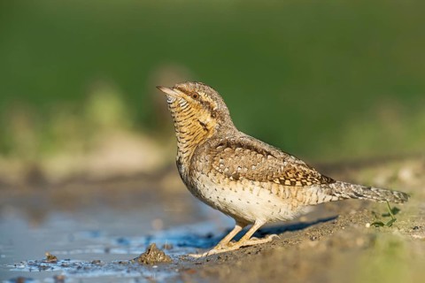 Eurasian Wryneck (Jynx torquilla) at water hole, Aosta Valley, Italy