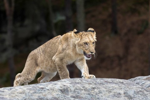 One female young lion (Panthera leo) running at a forest edge. Green vegetation in the background