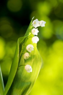 European lily of the valley (Convallaria majalis), plant, flower, blossoms