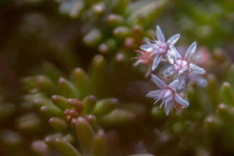 Crassulaceae, thick-leaf family, stonecrop, sedum album, white stonecrop, flora, stonecrop, plants,