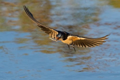 A Barn Swallow (Hirundo rustica) flies over the water, wings spread wide, with nesting material in