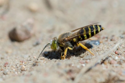 Bembix rostrata, common European sand wasp, crabroniade, hymenoptera, gyro wasp, digging wasps,