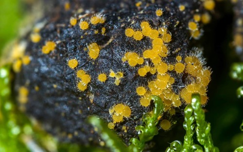 Ascobolus equinus, bristly vomit, Lasiobolus ciliatus, Lasiobolus equinus, Lasiobolus papillatus,