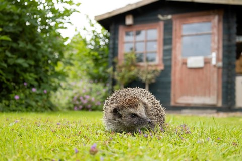 European hedgehog (Erinaceus europaeus) adult animal on an urban garden grass lawn with a shed in