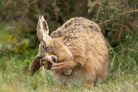 European brown hare (Lepus europaeus) adult animal washing its face in grassland, England, United