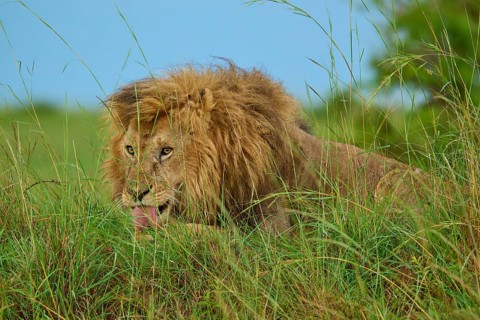 A lion hidden in the tall grass on a safari, licking its lips, lion (Panthera leo), Masai Mara
