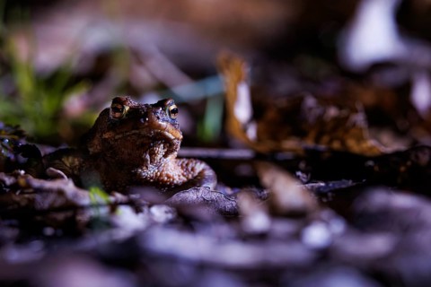 Toad hiding in the leaves in a dark environment, common toad (Bufo bufo), spawning grounds,