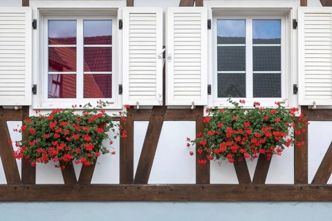 Half-timbered house wall with shutters and blooming red geraniums in flower boxes, Alsace, France