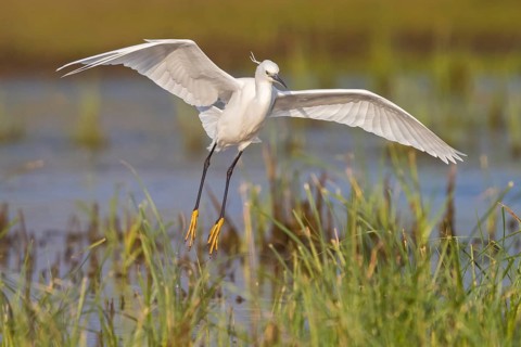 Little Egret foraging, (Egretta garzetta) Lesvos, Greece