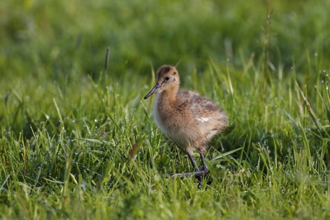 Black-tailed Godwit (Limosa limosa) juvenile, Netherlands
