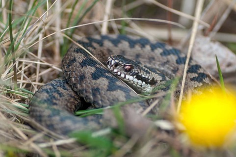 European adder, European viper, venomous snake, vipera berus, critters, poisonous reptilia,
