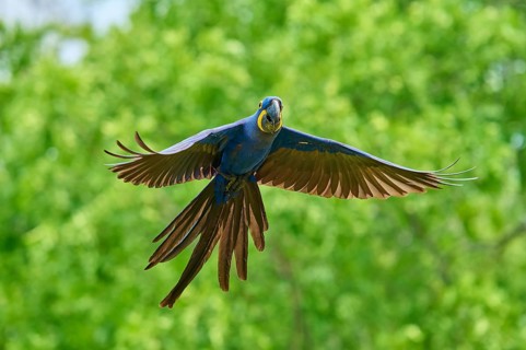 The macaw hovers in the air against a green background: Hyacinth Macaw (Anodorhynchus
