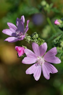 Mallow, musk mallow (Malva moschata), flower in a meadow, medicinal plant, fragrant plant,