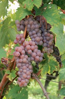 Grapes on the vine, Gewürztraminer grape variety, Alsace, Grand Est, France
