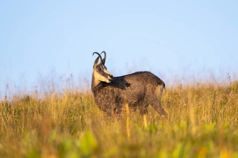 Chamois (Rupicapra rupicapra) on a meadow in the Vosges Mountains, wildlife, France
